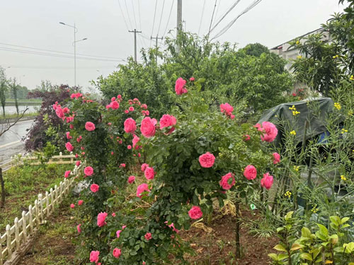 三晟壹号院：临澧城央学府旁的品质美宅