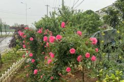 三晟壹号院：临澧城央学府旁的品质美宅