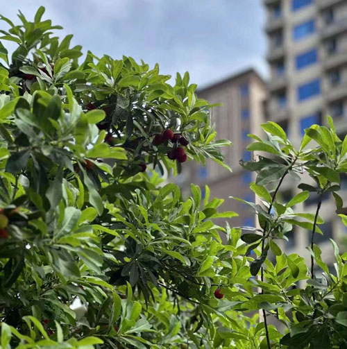 走进汉寿诚信华府 畅享舒适生活与便捷配套