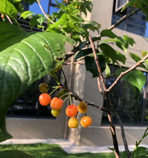 金穗院二期：收尾进行，打造优越住宅环境