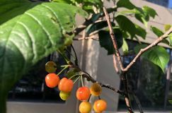 金穗院二期：收尾进行，打造优越住宅环境